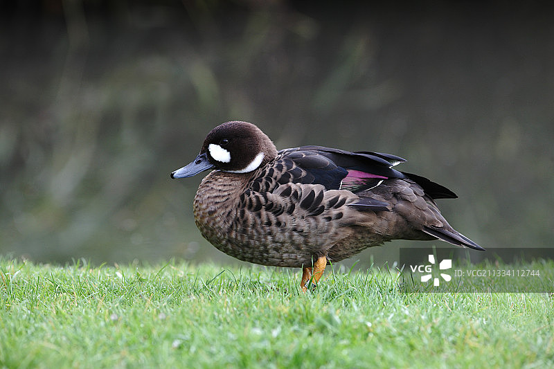 草地上的青铜翅膀鸭图片素材