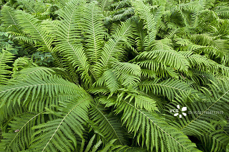 美国阿拉斯加州基奈半岛的鸵鸟蕨图片素材