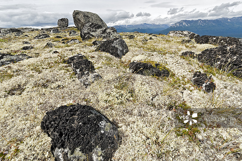 夏季阿拉斯加州德纳里国家公园苔原中的地衣图片素材