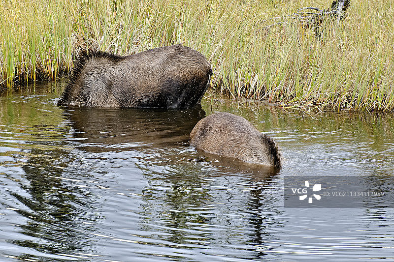 最大的驼鹿（雄性可达800公斤）图片素材