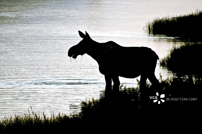 最大的驼鹿（雄性可达800公斤）图片素材