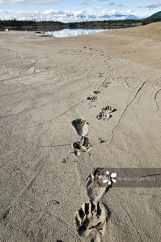 美国阿拉斯加州兰格尔-圣伊莱亚斯国家公园：泥地上的灰熊脚印图片素材