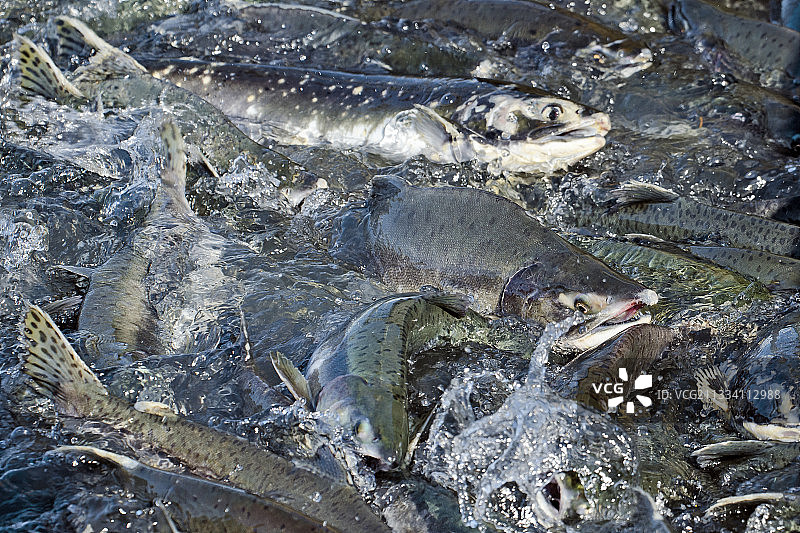 粉红鲑鱼洄游，美国阿拉斯加瓦尔迪兹图片素材