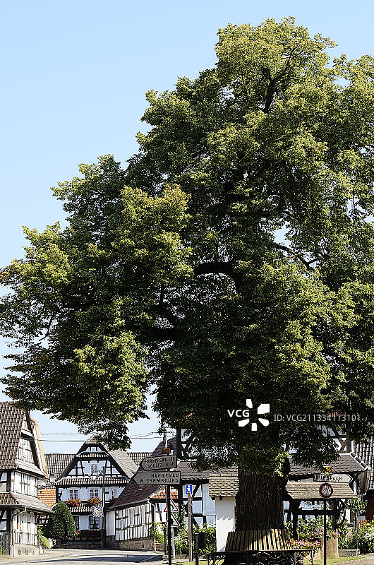 法国阿尔萨斯村庄广场的古老椴树图片素材