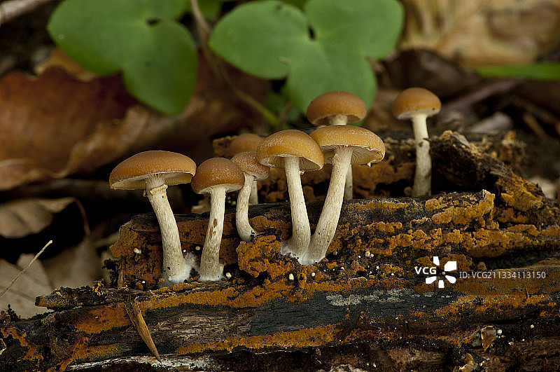 九月在丹麦Allindemagle Skov的葬礼钟声图片素材