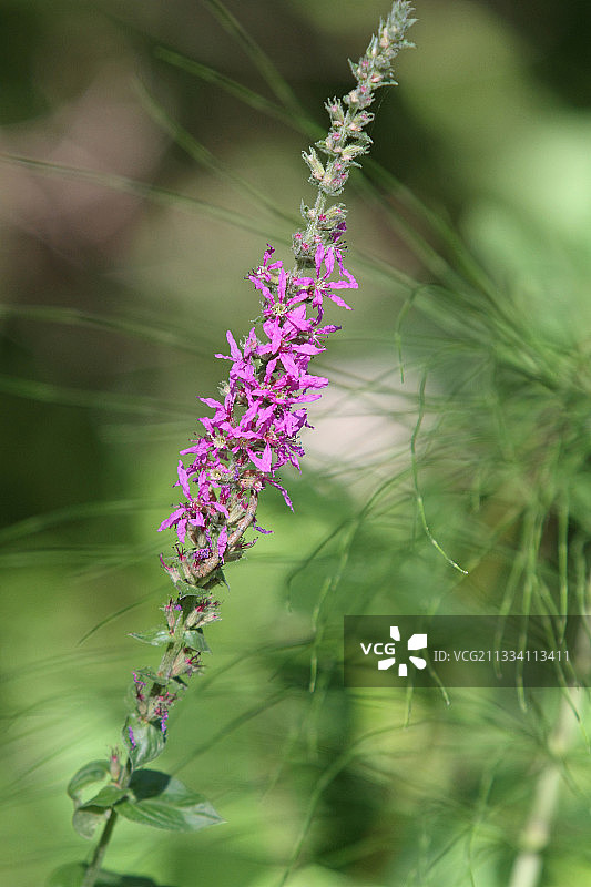 法国千屈菜图片素材