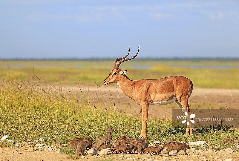 埃托沙纳米比亚的黑斑羚和条纹獴图片素材