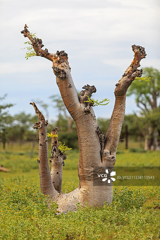 埃托沙纳米比亚稀树草原上的幽灵树图片素材