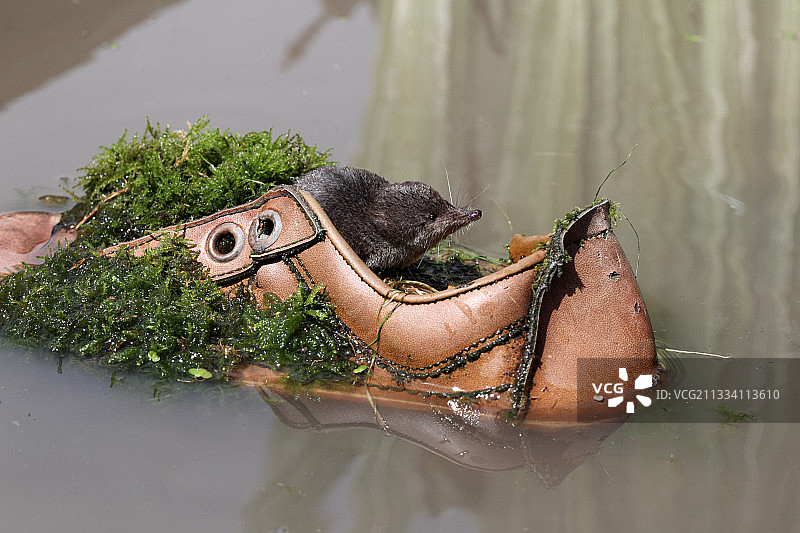 在被丢弃于水中的旧鞋里的欧亚水鼩图片素材