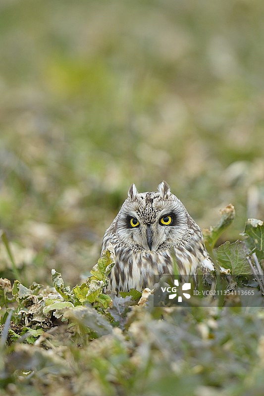 法国萝卜地里的短耳鸮图片素材