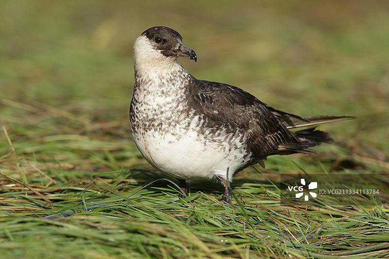 草地上的贼鸥图片素材