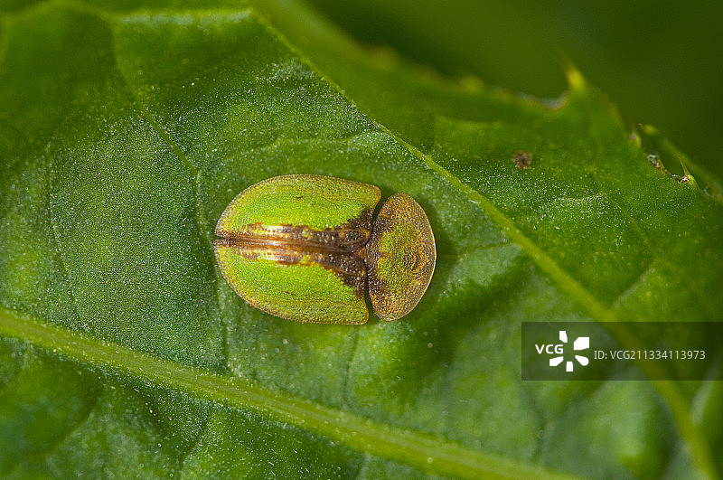 叶子上的龟甲虫，丹麦图片素材