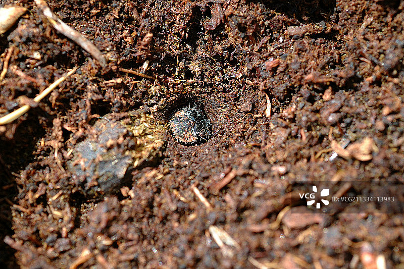 丹麦土地上的绿色虎甲幼虫图片素材