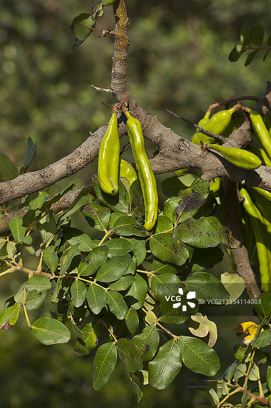 希腊萨摩斯岛角豆树上的绿色圣约翰面包图片素材