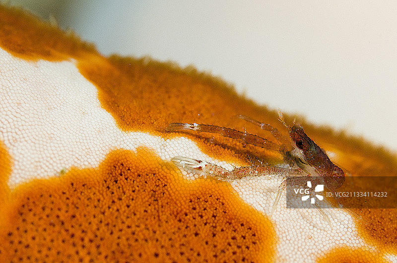 科摩罗海星上的蹲龙虾图片素材