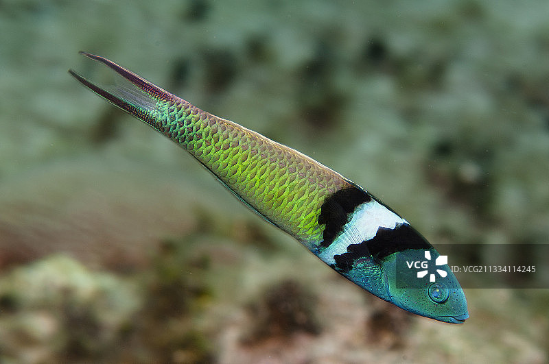 古巴瓜希米科礁石上的蓝头鹦鹉鱼图片素材