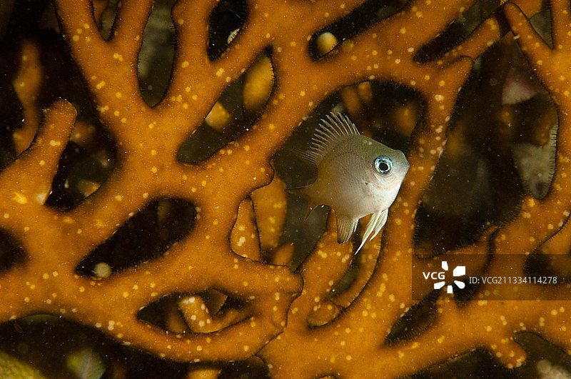 浅色雀鲷幼鱼在穆沙岛珊瑚礁上图片素材