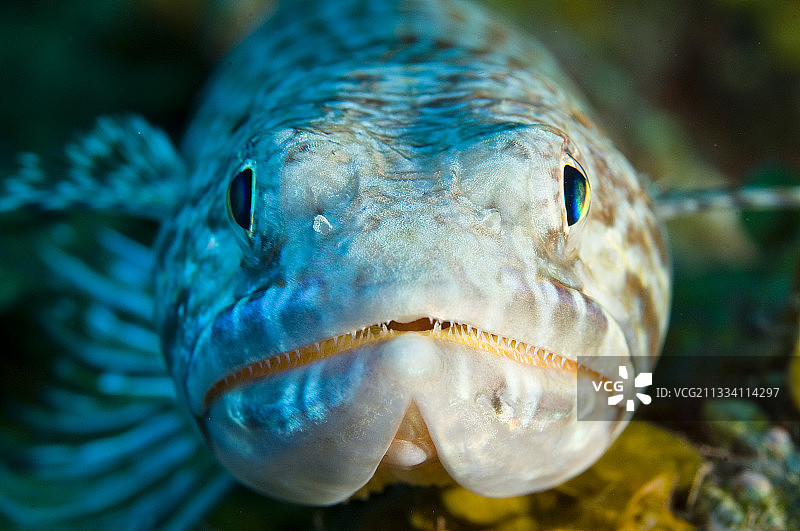 多米尼加岛礁沙潜鱼肖像图片素材