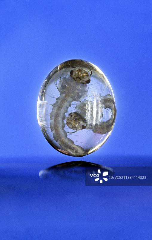 水滴中的蚊子幼虫图片素材