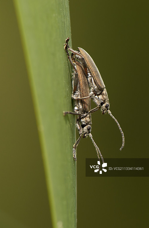 丹麦一片叶子上的叶甲虫交配图片素材