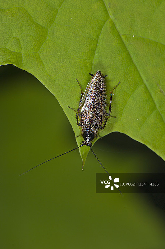 叶子上的暗蟑螂，瑞典阿尔斯特布罗图片素材