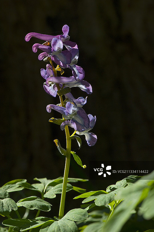 空心草花，丹麦图片素材