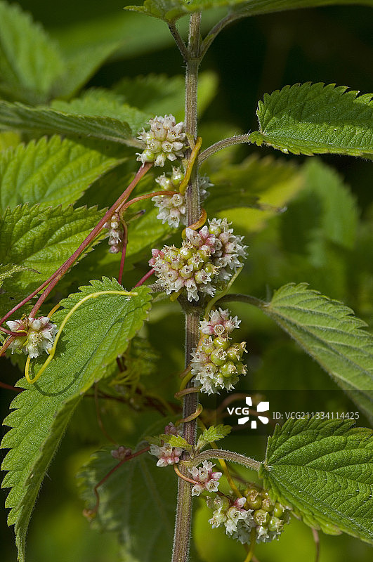 菟丝子寄生在丹麦荨麻上图片素材