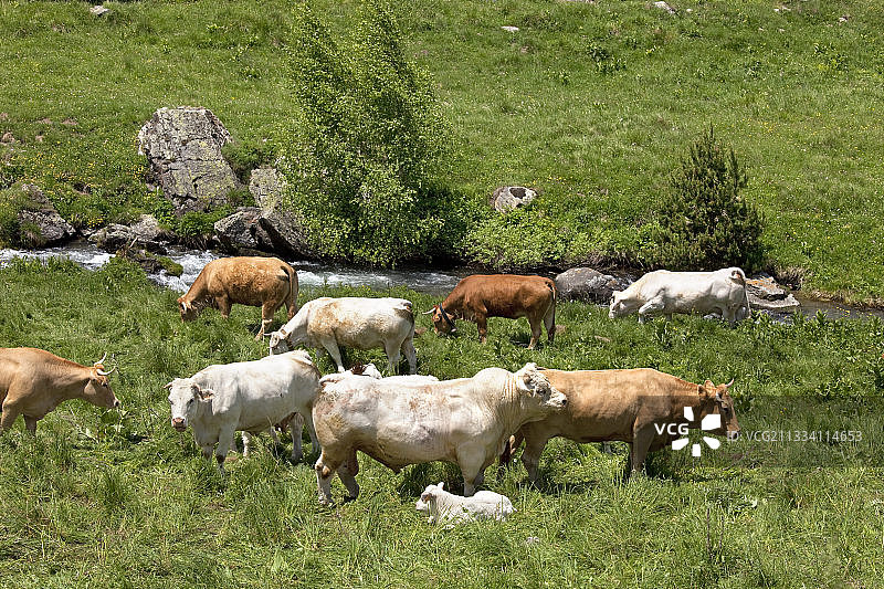 法国河流附近的草地上奶牛图片素材