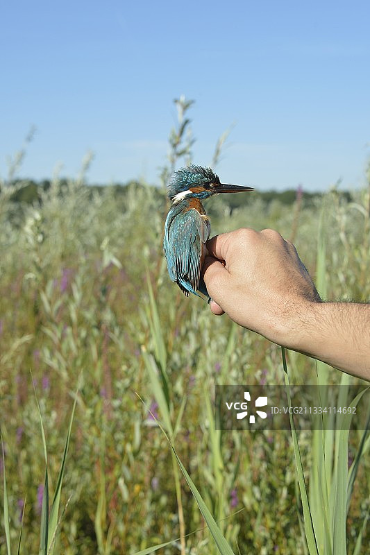 标记员手中的普通翠鸟， Grand Voyeux图片素材