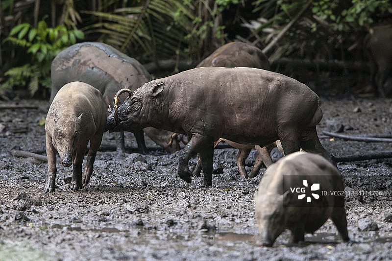 苏拉威西岛南图森林盐碱地聚集的鹿豚图片素材