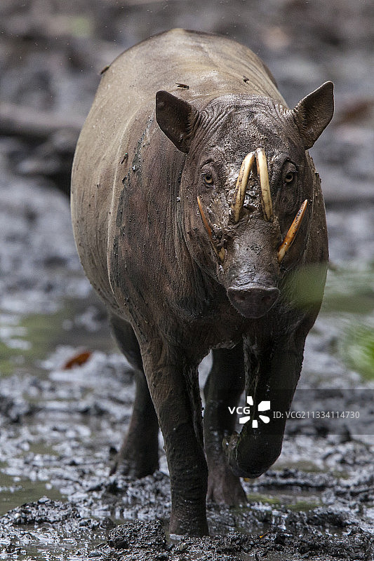 苏拉威西岛南图森林的鹿豚在舔盐图片素材