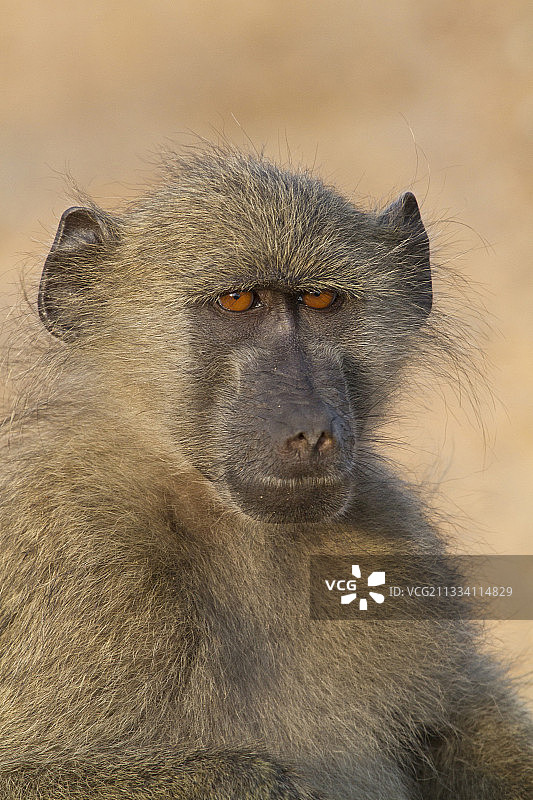 南非克鲁格国家公园的豚尾狒狒肖像图片素材