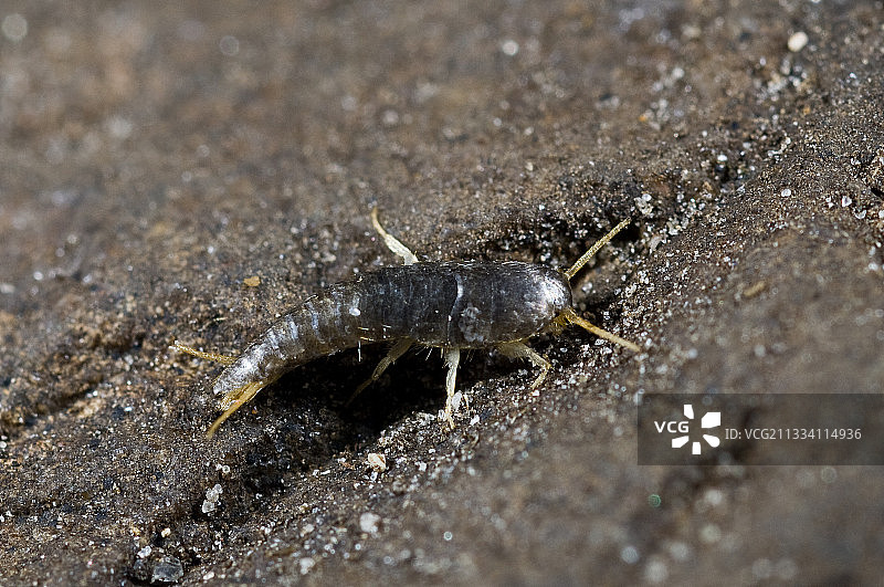 蠹鱼，丹麦图片素材