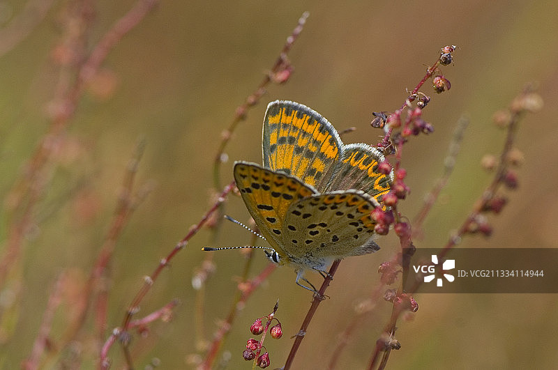 花朵上的烟色铜色雌性蝴蝶，丹麦博托图片素材