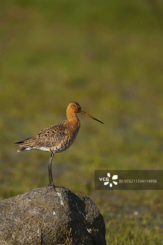 丹麦博雷比莫斯岩石上的黑尾塍鹬雄鸟图片素材