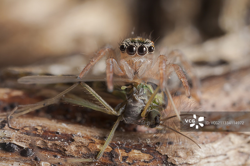 跳蛛捕食摇蚊图片素材