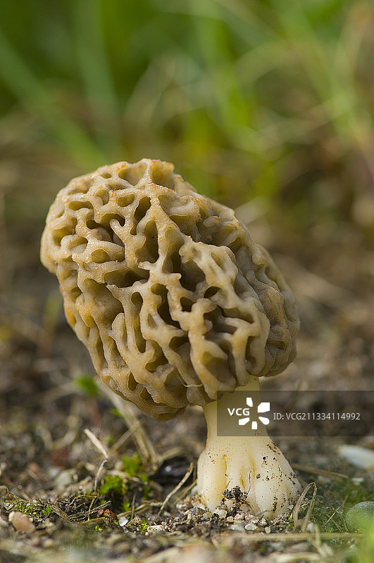 丹麦经典黄色羊肚菌图片素材