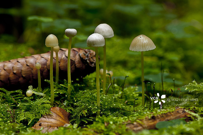 西兰岛布罗比韦斯特斯科夫的黄腿帽图片素材