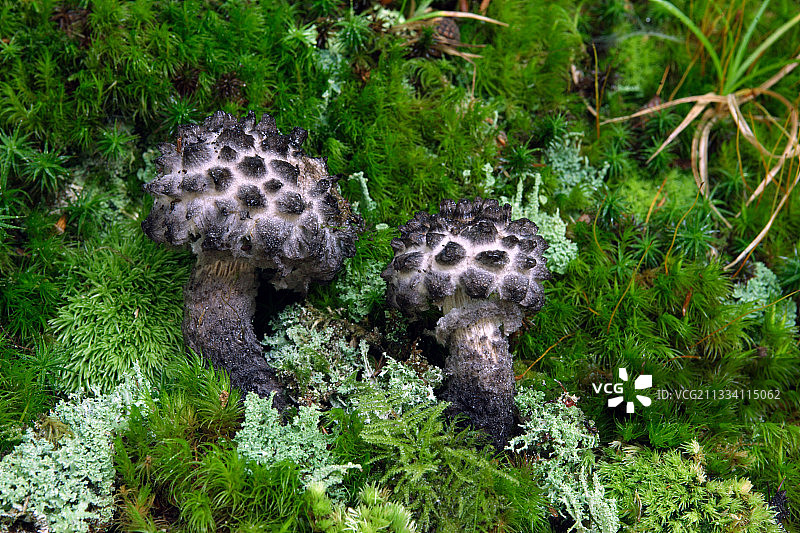 林下灌木丛中的老人图片素材