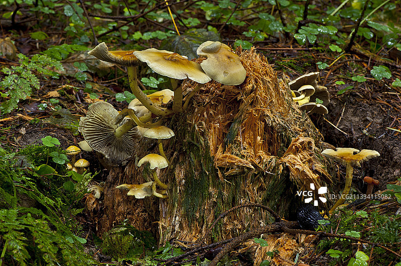 真菌分解的菌株，丹麦图片素材