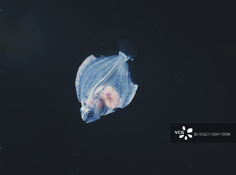 大约一个月大的宝宝图片素材