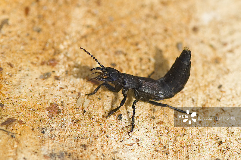 丹麦魔鬼隐翅虫图片素材