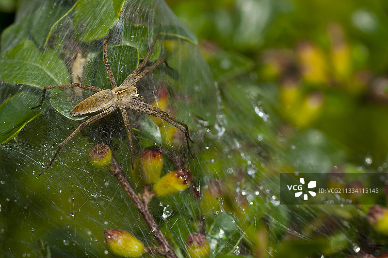 丹麦的帐篷蜘蛛图片素材