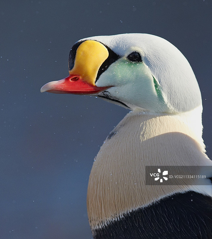 挪威雄性王绒鸭肖像图片素材