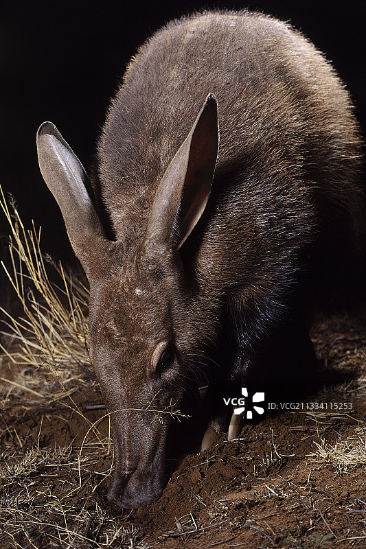 蚂蚁隧道更新后图片素材