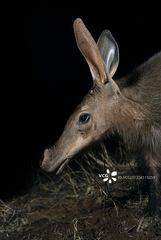 专注倾听的食蚁兽图片素材