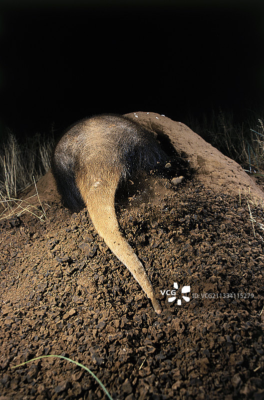土堆上的白蚁巢穴，非洲食蚁兽用前腿挖掘，后腿移走碎屑图片素材