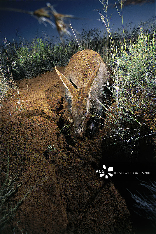 非洲土豚正在清理土地，它深入挖掘以到达白蚁群落图片素材