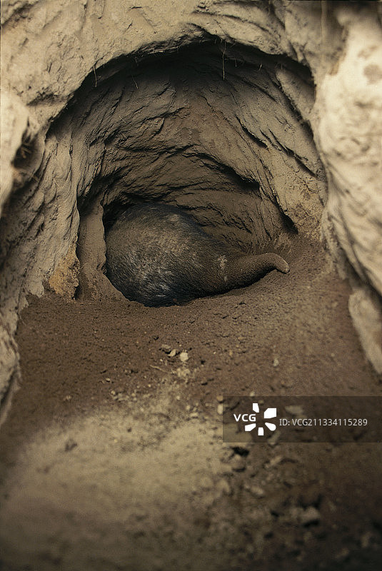 土豚挖掘白蚁巢穴图片素材