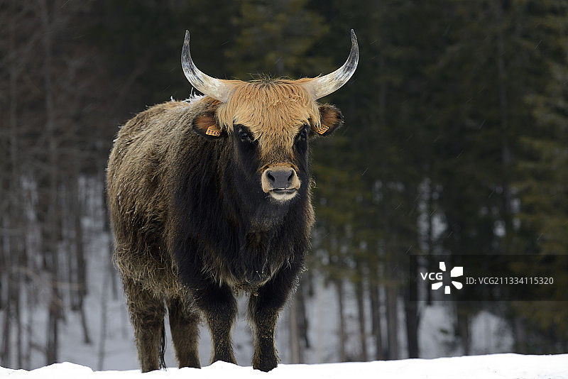 在法国极地公园雪地里的雌性欧洲野牛图片素材